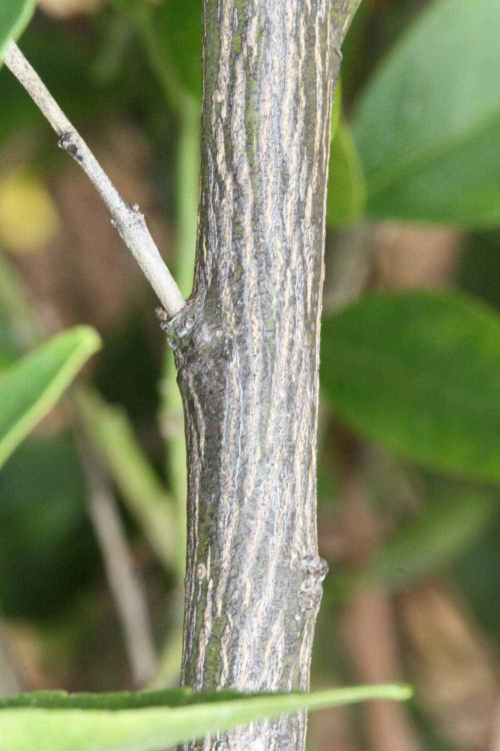              Second - third year twig (SRA 92, Riverside, CA)       